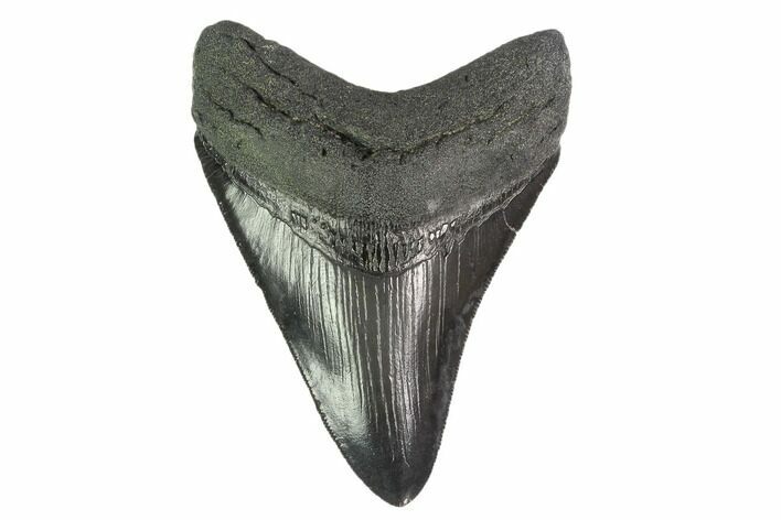 Fossil Megalodon Tooth - South Carolina #135449